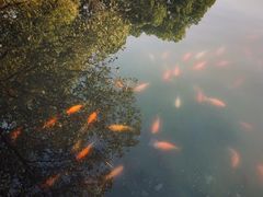 -西湖外事游船(花港观鱼码头)