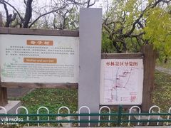 -千年枣林游览区