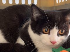 -瑞鹏宠物医院·超声·骨科·奇麟分院(蜀都万达店)