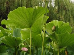 -洛阳市隋唐城遗址植物园