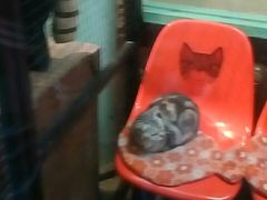 -猫咪博物馆(顶澳仔猫街店)