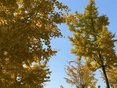 -大兴滨河森林公园