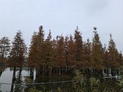 -白鹭湾湿地公园