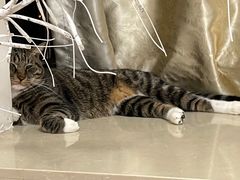 -伟伟宠物医院·瑞派猫友好医院·猫科(光谷店)