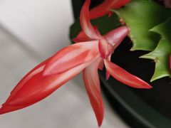 -爱丽丝牛排西餐厅(光谷步行街店)