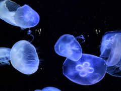 -泉城欧乐堡海洋极地世界