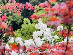 -杭州半山国家森林公园