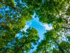 -黄海国家森林公园