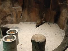 -zoonana室内动物园(东方福来德店)