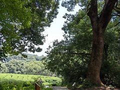 -西湖风景区十里琅珰-五云山