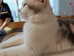 -Heymao猫咖.咖啡厅(东门店)