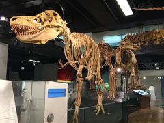 -墨尔本博物馆(Melbourne Museum)