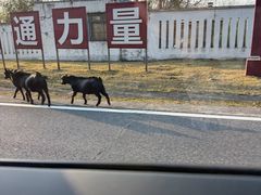 -长沙黑麋峰国家森林公园