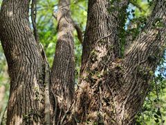-上海佘山国家森林公园天马山园