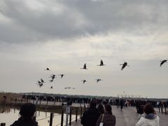 -盐城丹顶鹤湿地生态旅游区