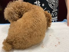 -顺强宠物诊所·狂犬免疫·夜诊·骨科(嘉定店)
