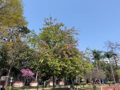 -荔湾湖公园