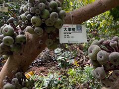 -呀路古热带植物园