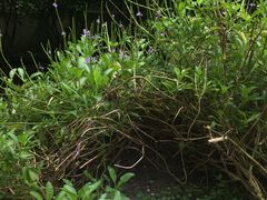 -广州神农草堂中医药博物馆