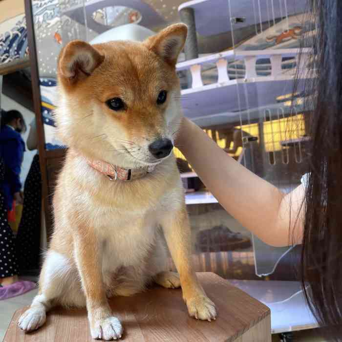 豆柴院子柴犬主题咖啡馆(798店"以前我一直以为我是充满威严父爱的