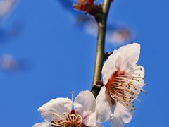 -梅花山(明孝陵内)
