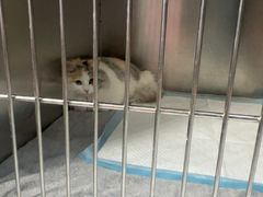 -嘉馨宠物医院·CT影像转诊·心脏科·犬猫全科诊疗中心(下沙大学城院区)