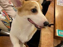 -more than meow吴止猫主题餐厅(承德 中船汇店)