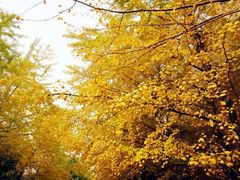 -辽宁大学(崇山校区)