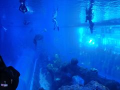 -成都浩海立方海洋公园