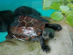 android_upload_pic-本溪路花鸟市场(江浦路1709弄小区店)