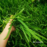 春日鲜味！韭菜炒鸡蛋
