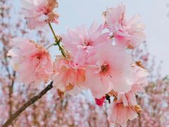 -天适樱花悠乐园