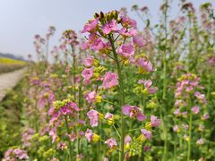 -中国天府农业博览园