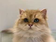-momokira米努特·德文卷毛猫·棉花面纱犬