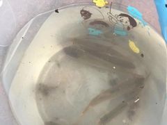 -碓臼峪自然风景区