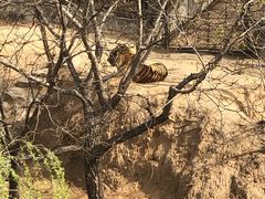 -石家庄市动物园