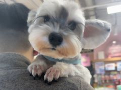 -FAELING PETS美天灵宠物(富力广场店)