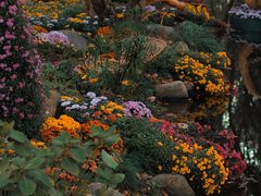 -上海共青森林公园