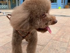 -Goku PET SHOP宠物视觉生活馆(双井店)