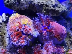 -青岛海底世界-水族馆