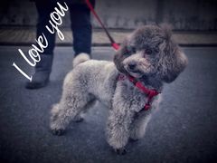 -PETKIT小佩宠物·低压洗护(国顺东路店)