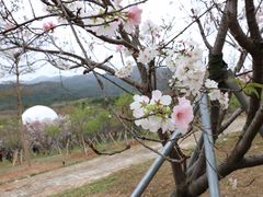 -天适樱花悠乐园