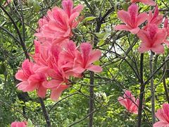 -南汇桃花村