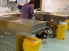 -萌兽医馆·犬猫专科·眼科中心·宠物医院(朝阳门分院)