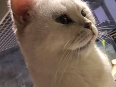 -浣熊柯尔鸭土拨鼠·电玩咖