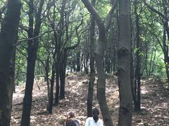 -火炉山森林公园