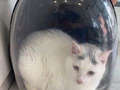 -艾吉宠物医院·疑难杂症转诊中心·猫友好(碧江路院)