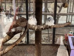 -南宫五洲植物乐园