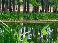 -上海共青森林公园