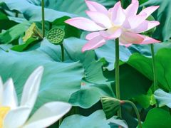 -洪湖生态旅游区